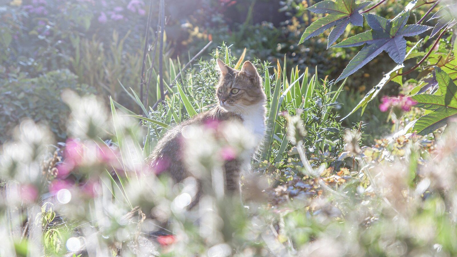 A cat sits peacefully amongst flowers