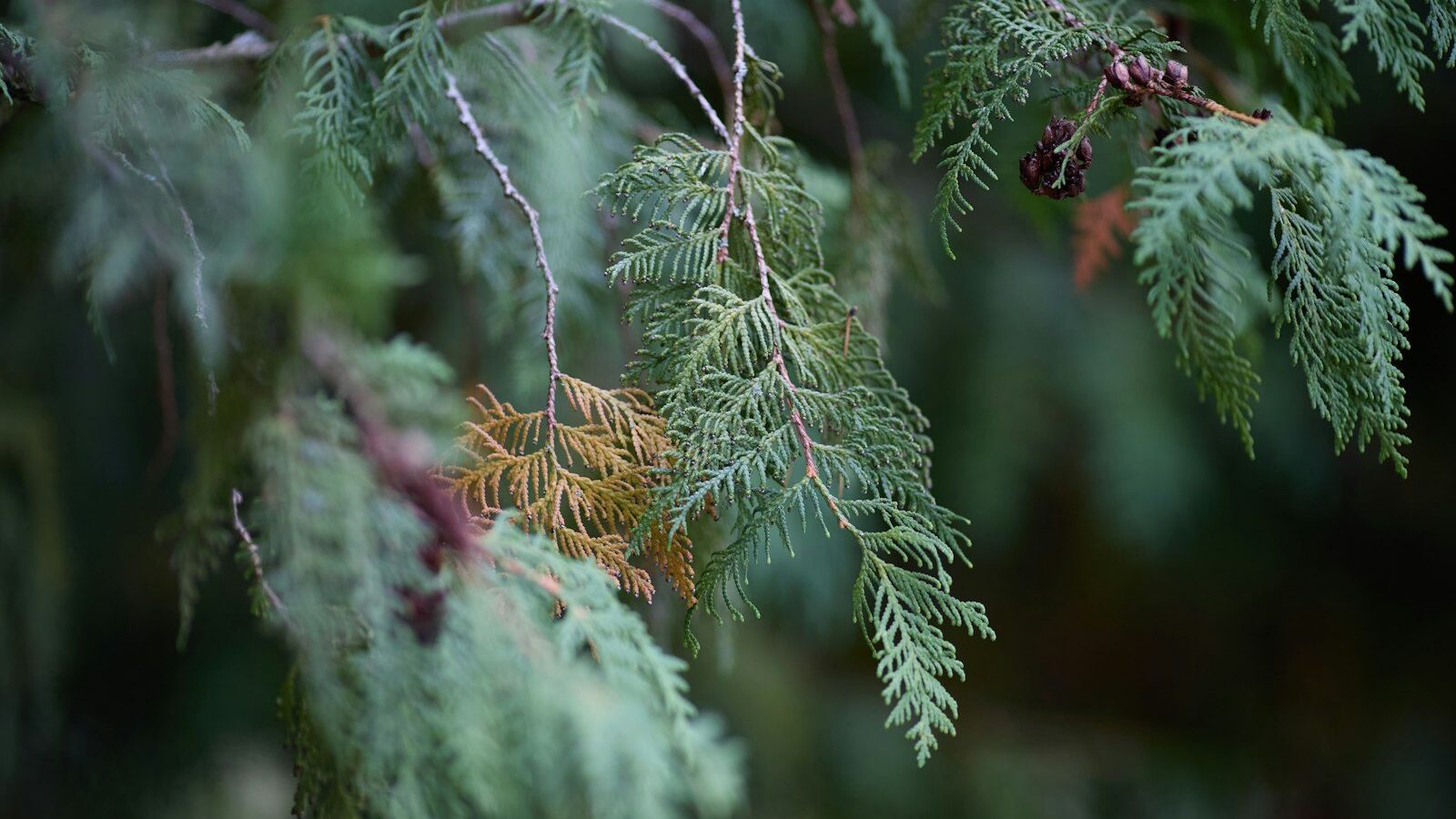 Green cedar branches with small brown cones against a soft blurred background