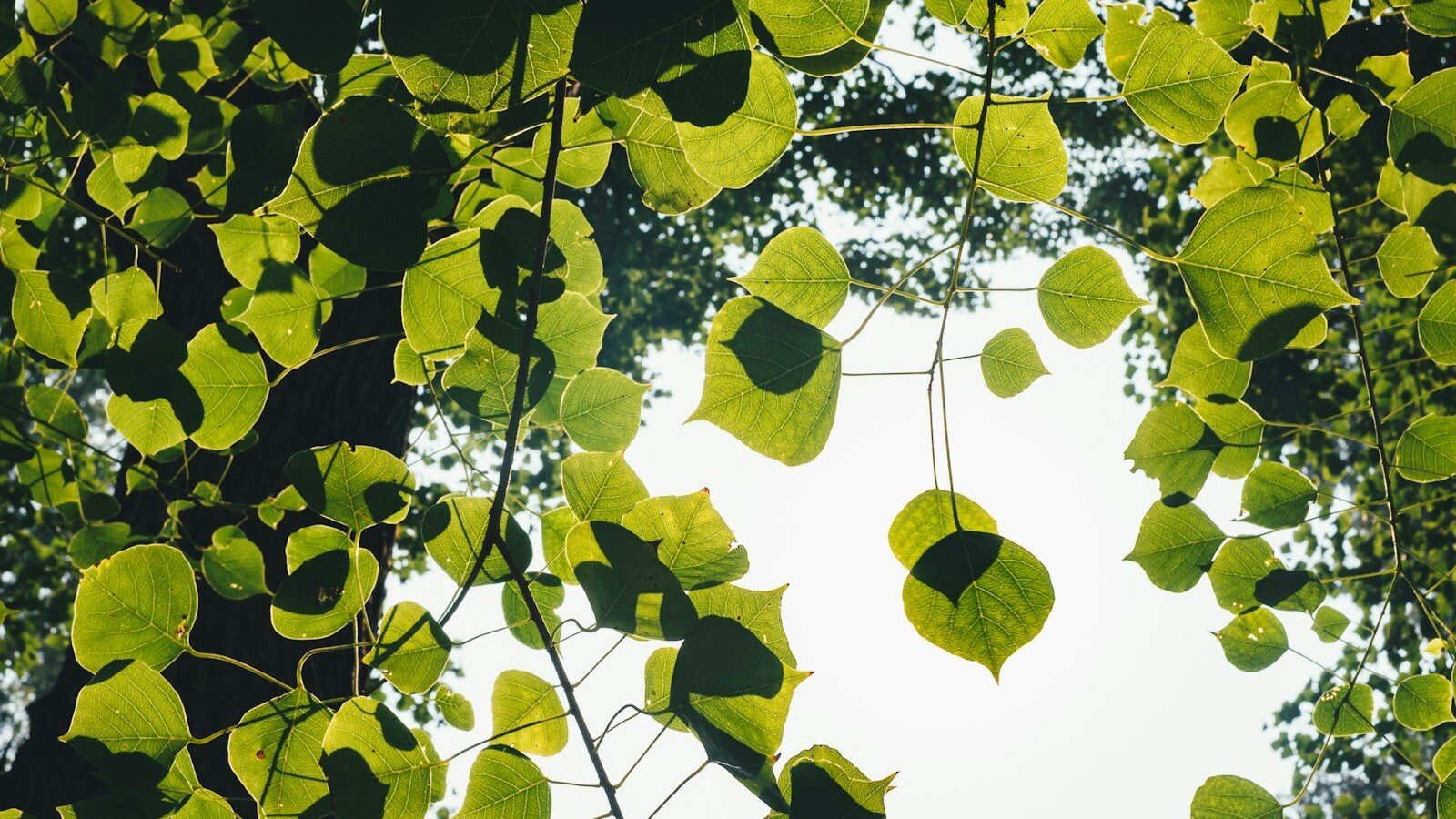 Backlit green leaves on tree branches against a bright sky