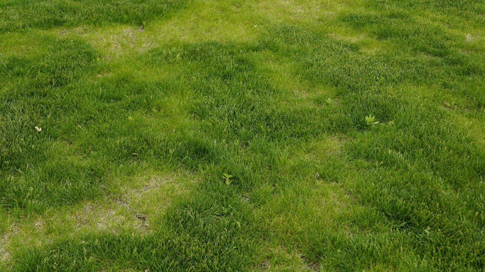 a red fire hydrant sitting on top of a lush green field