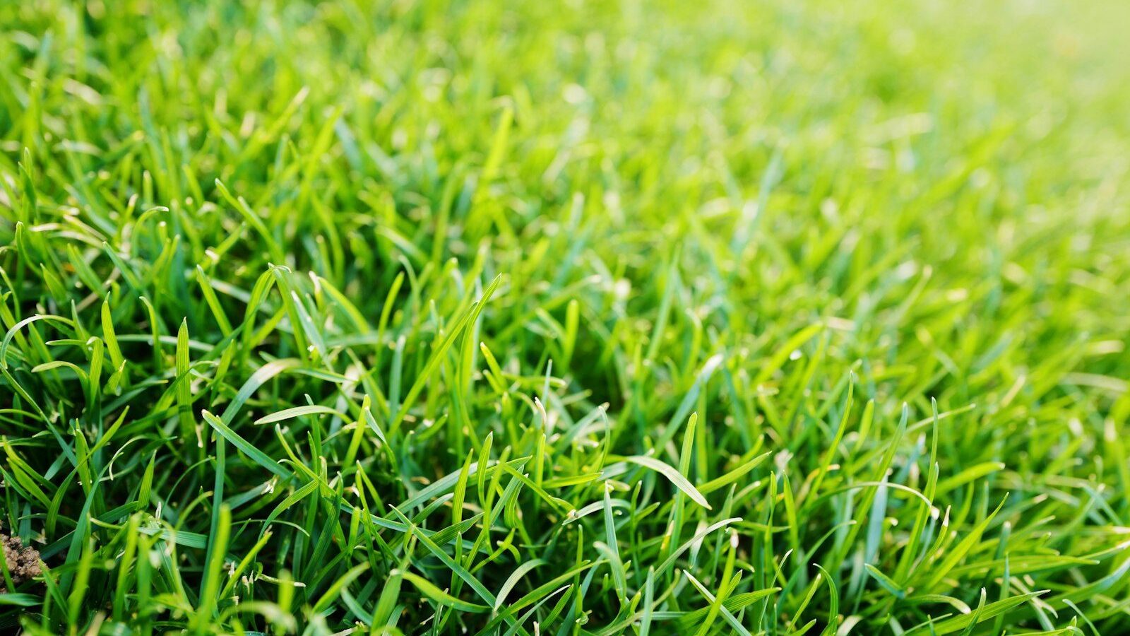 green grass in close up photography