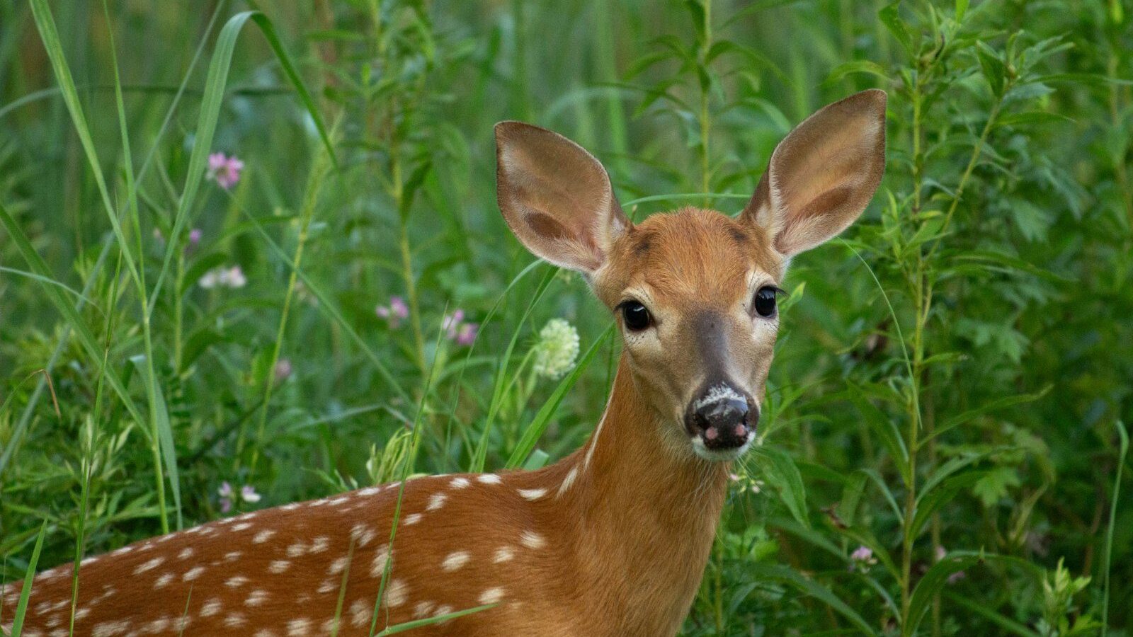 a young deer standing in a field of tall grass