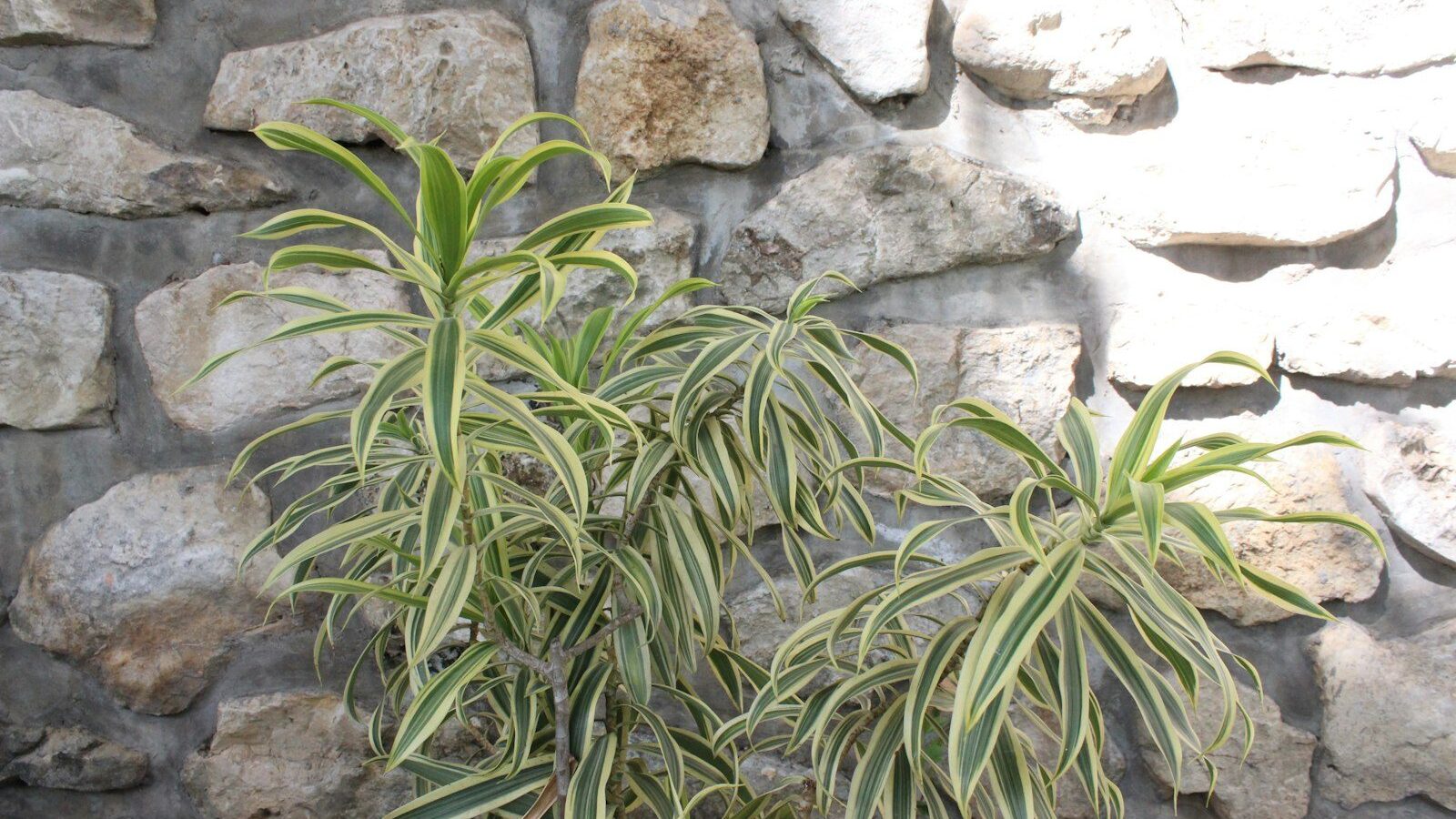 Dracaena Reflexa Care: Grow a Vivid Song of India