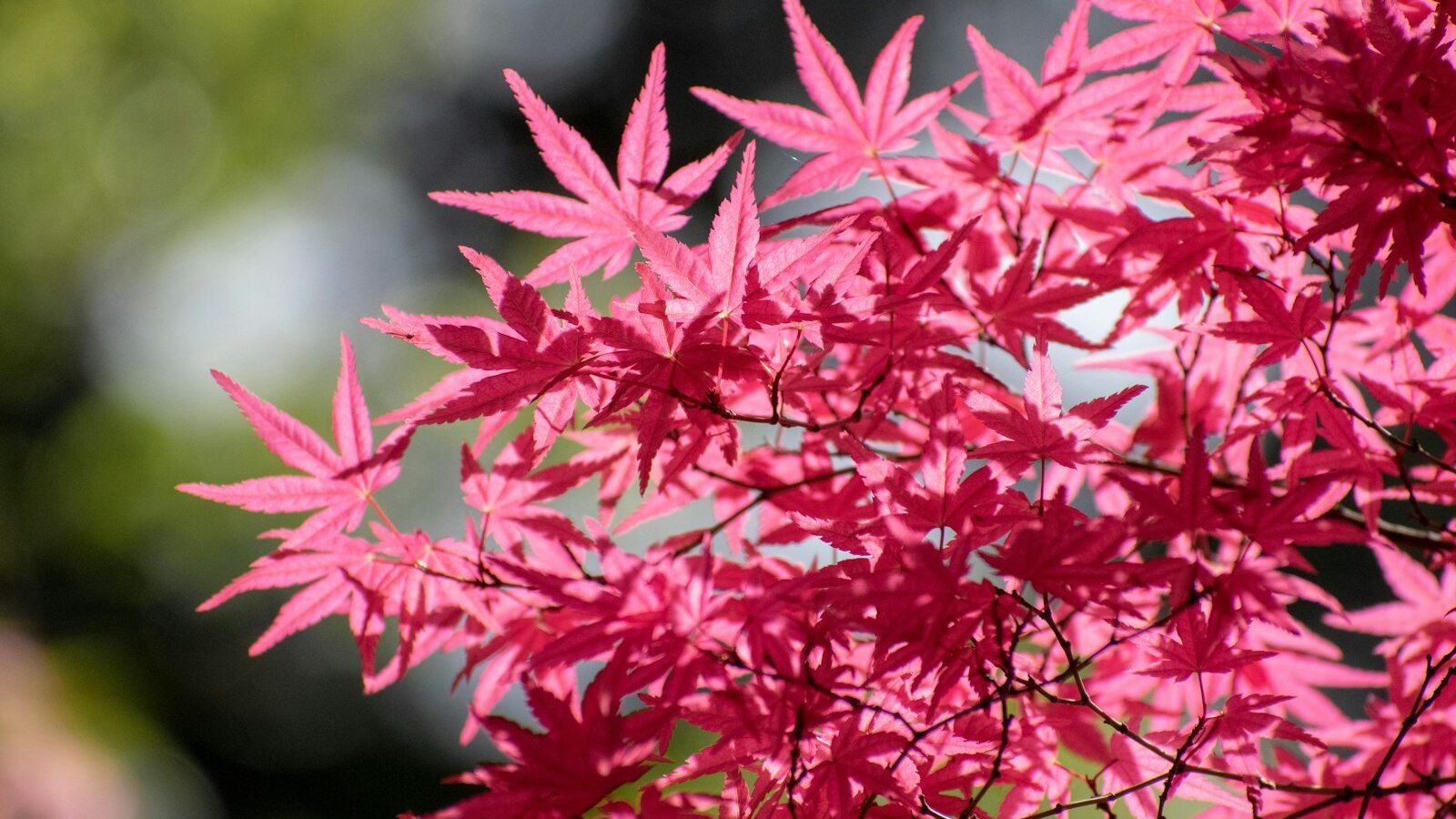 a close up of a tree with red leaves