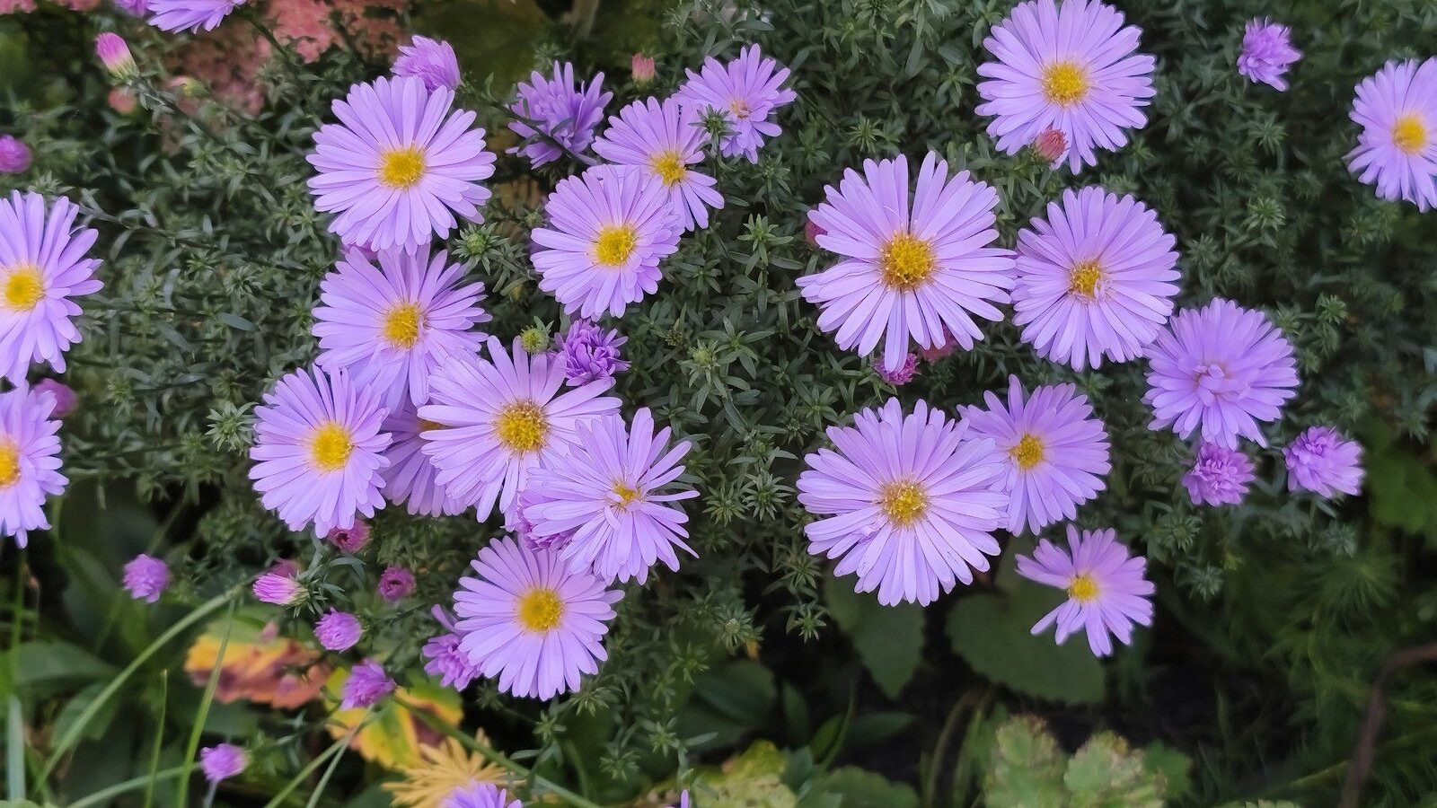 A cluster of purple aster flowers with yellow centers among green foliage
