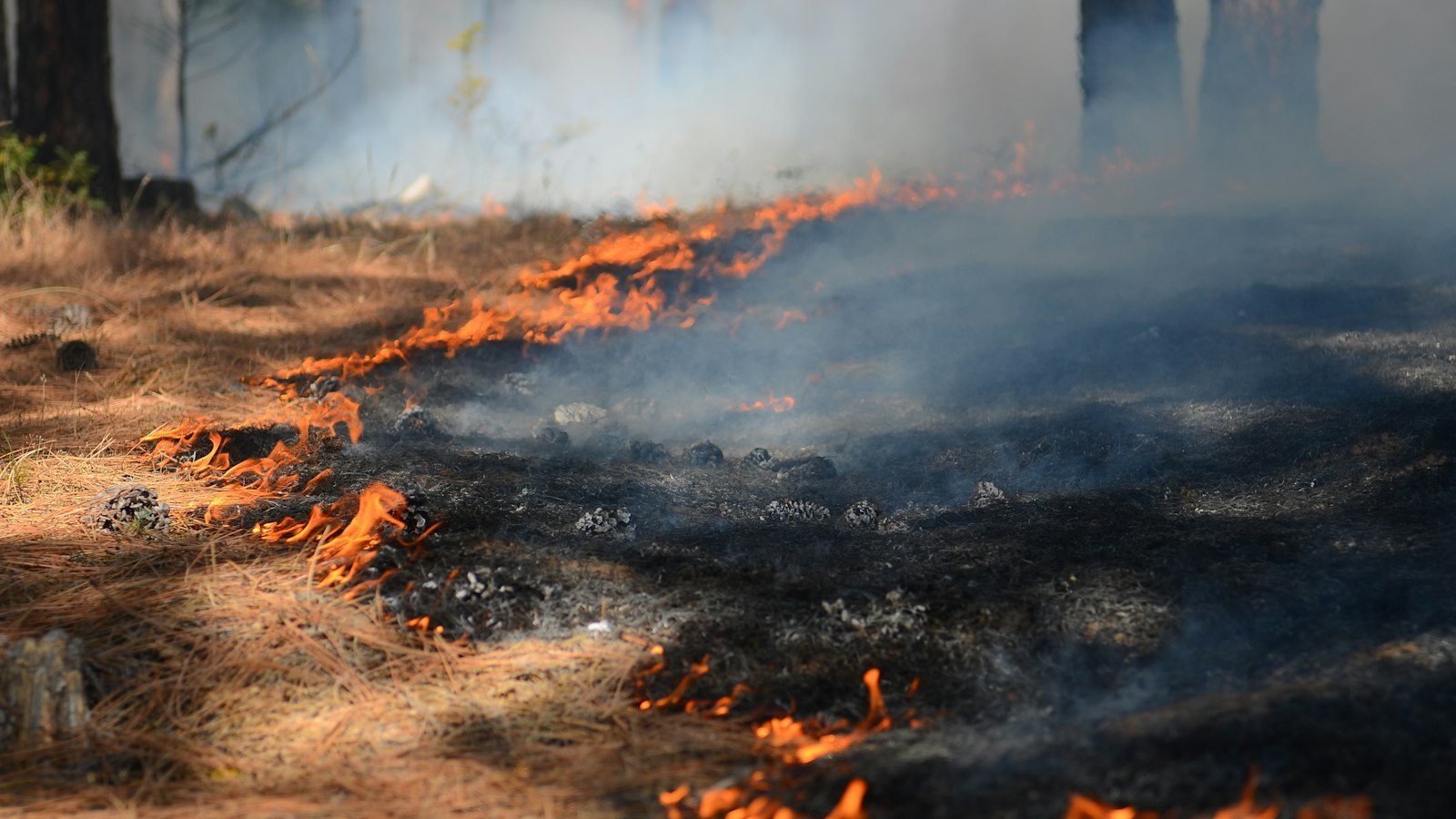 A fire is burning in the middle of a forest