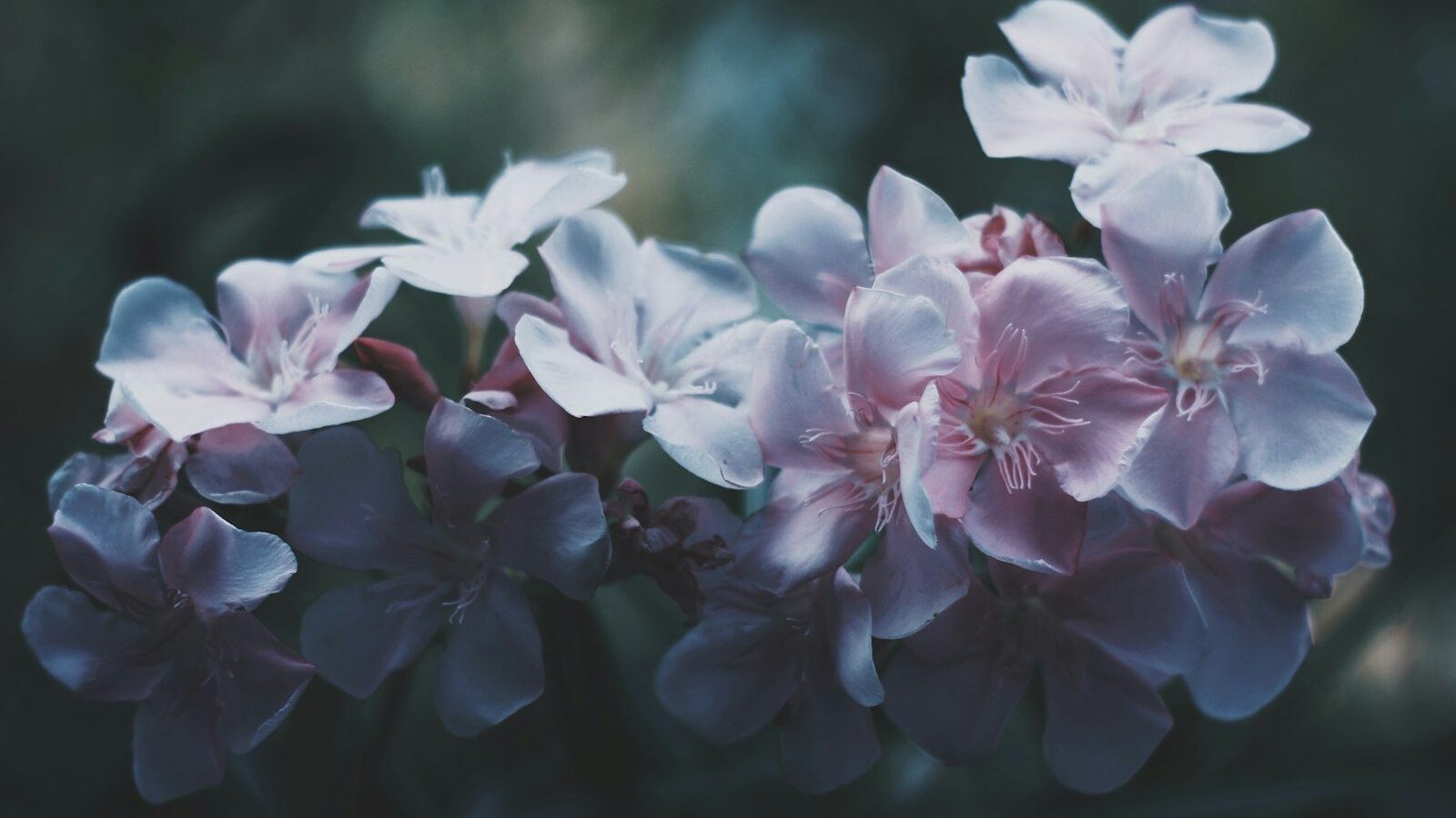selective focus photography of white-and-pink petaled flowers