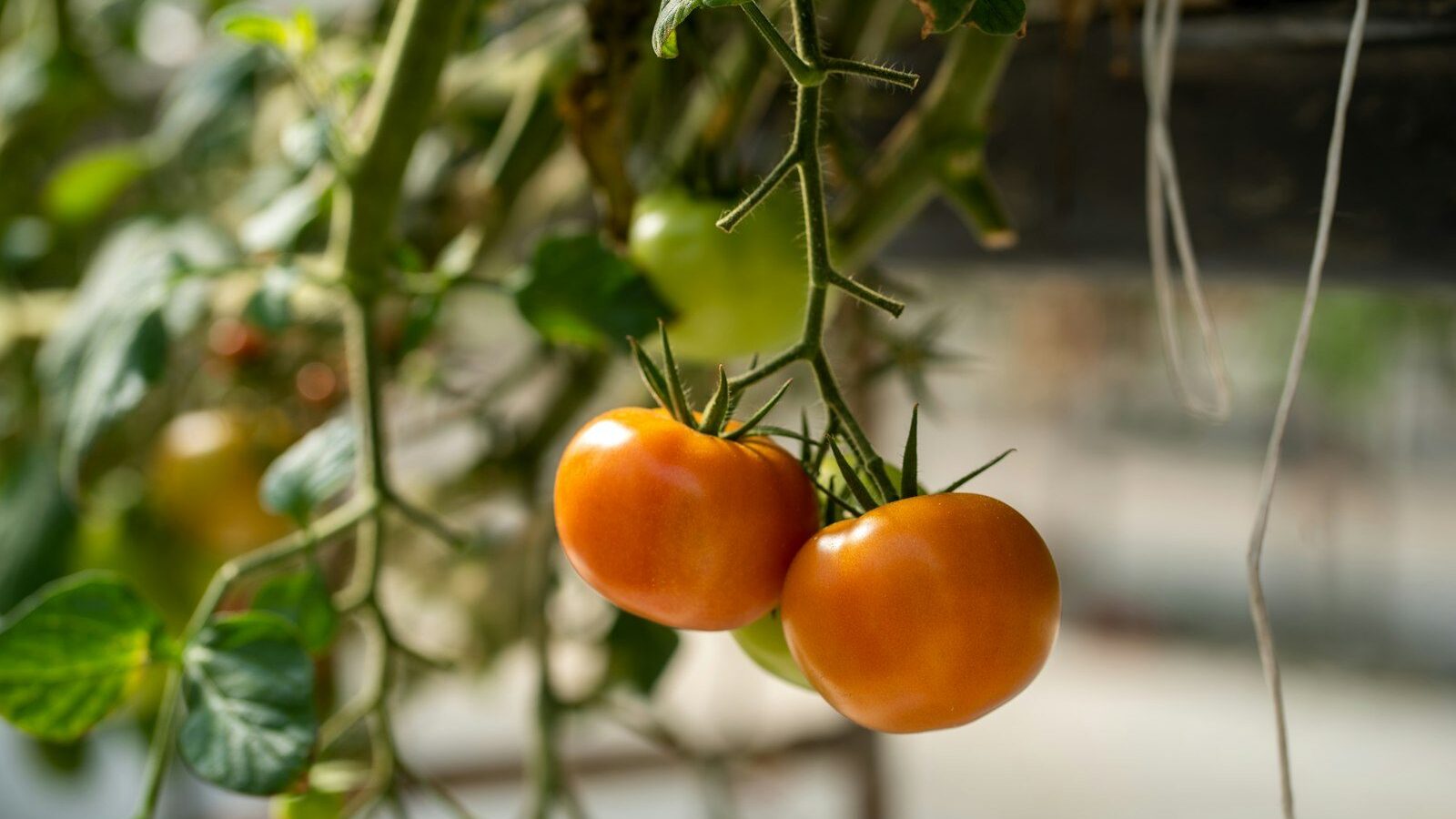 two tomatoes hanging from a plant in a greenhouse