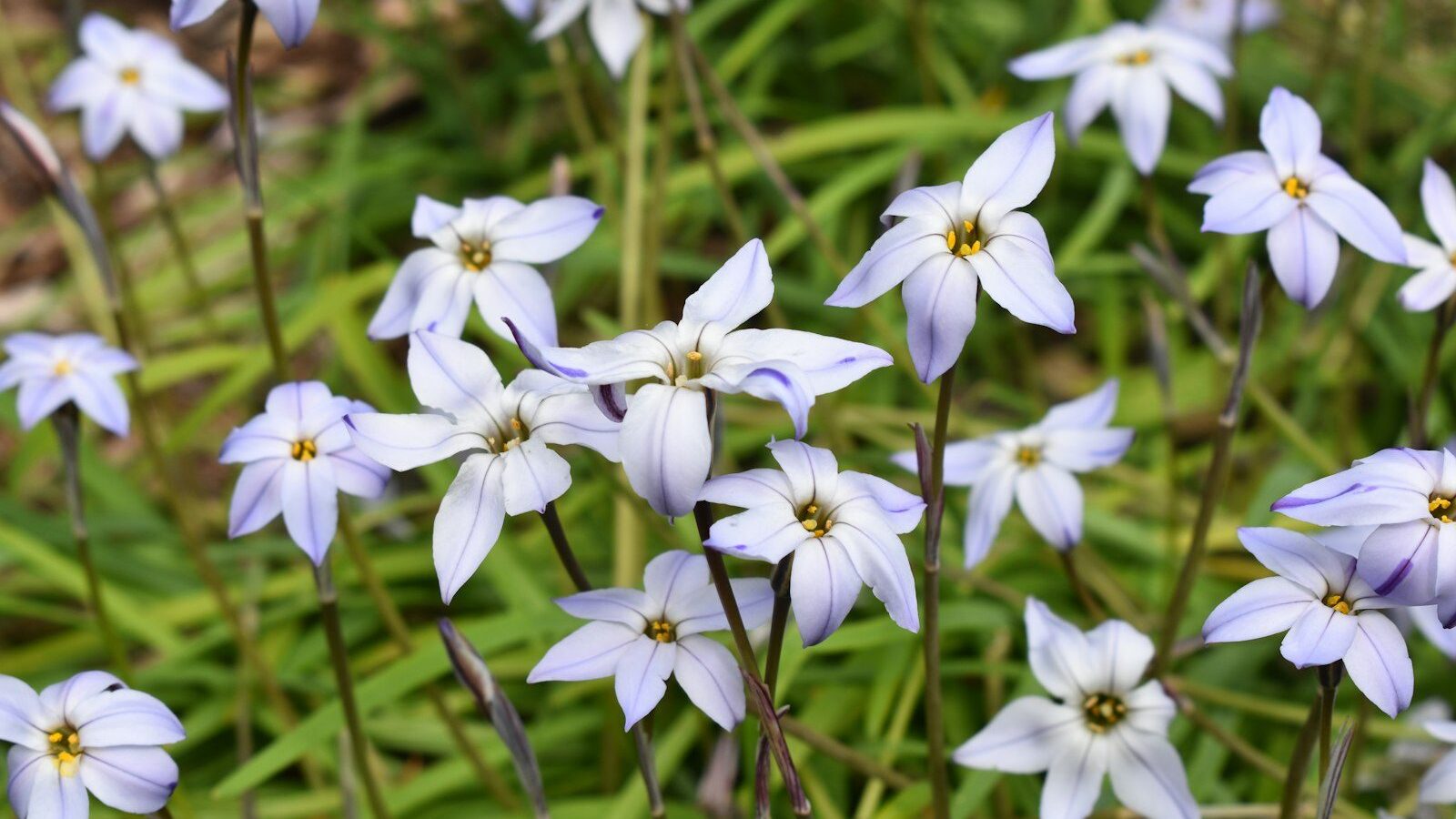 a group of white flowers