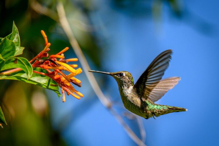 a hummingbird flying towards a flower with a blue sky in the background