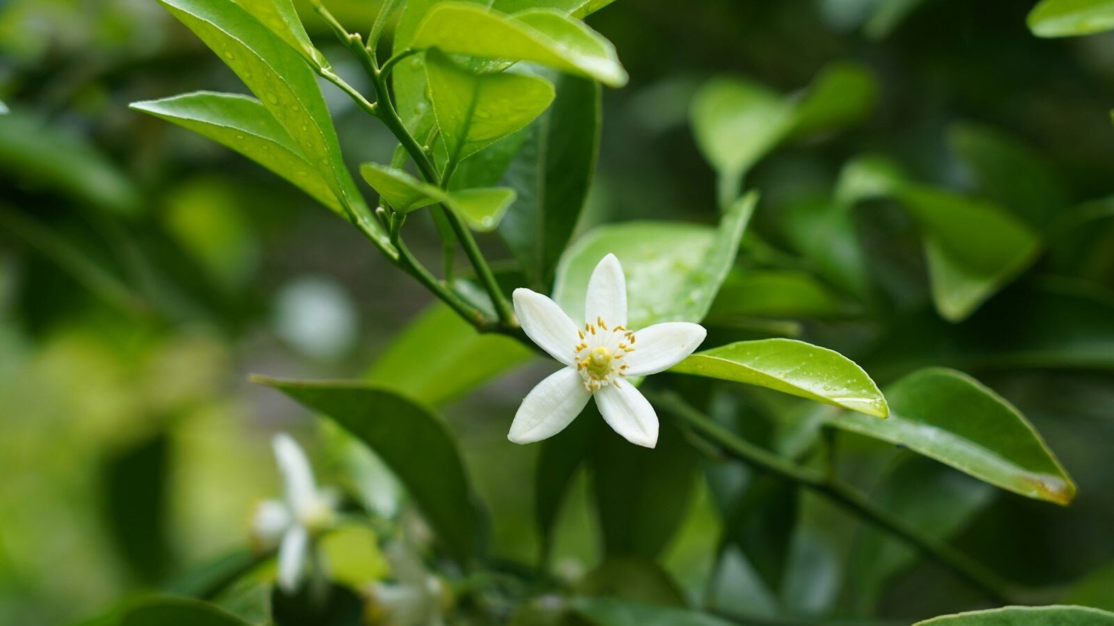 a close up of a flower on a tree