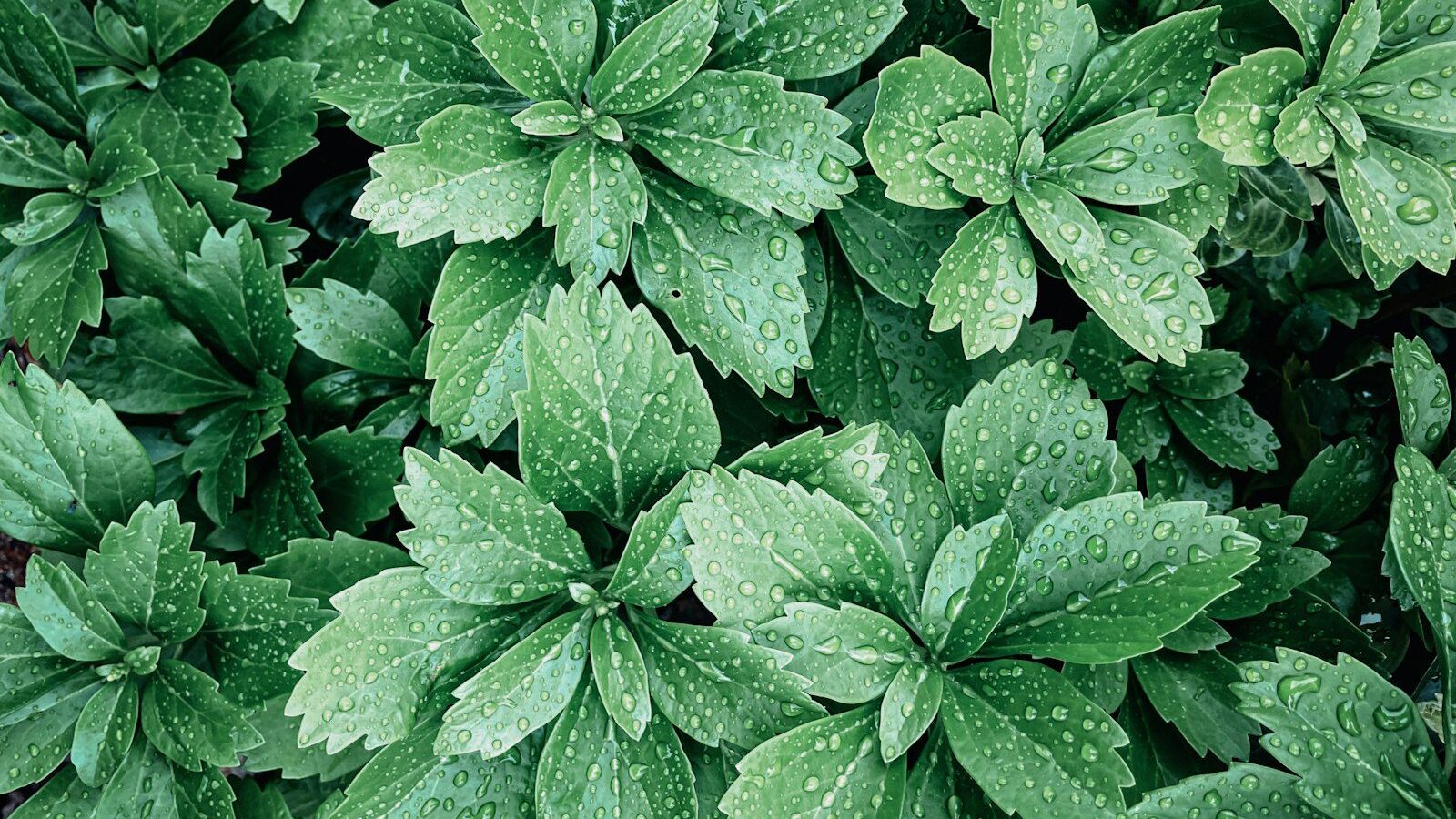 a close up of a green plant with water droplets on it