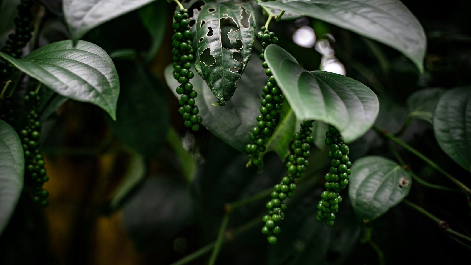 a close-up of a plant