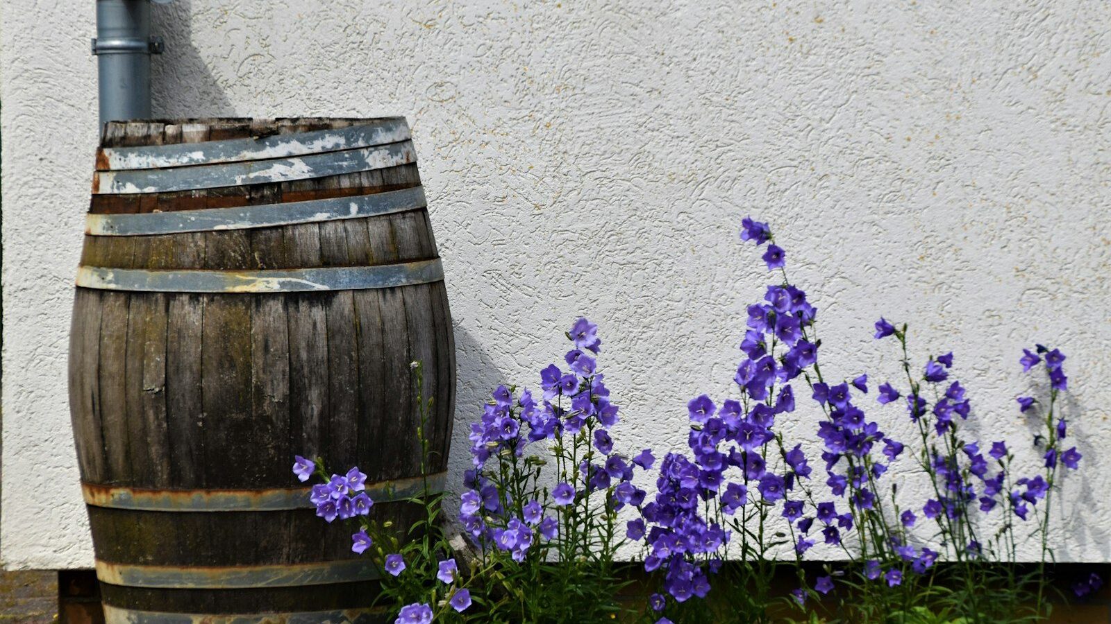 purple flowers on brown wooden barrel