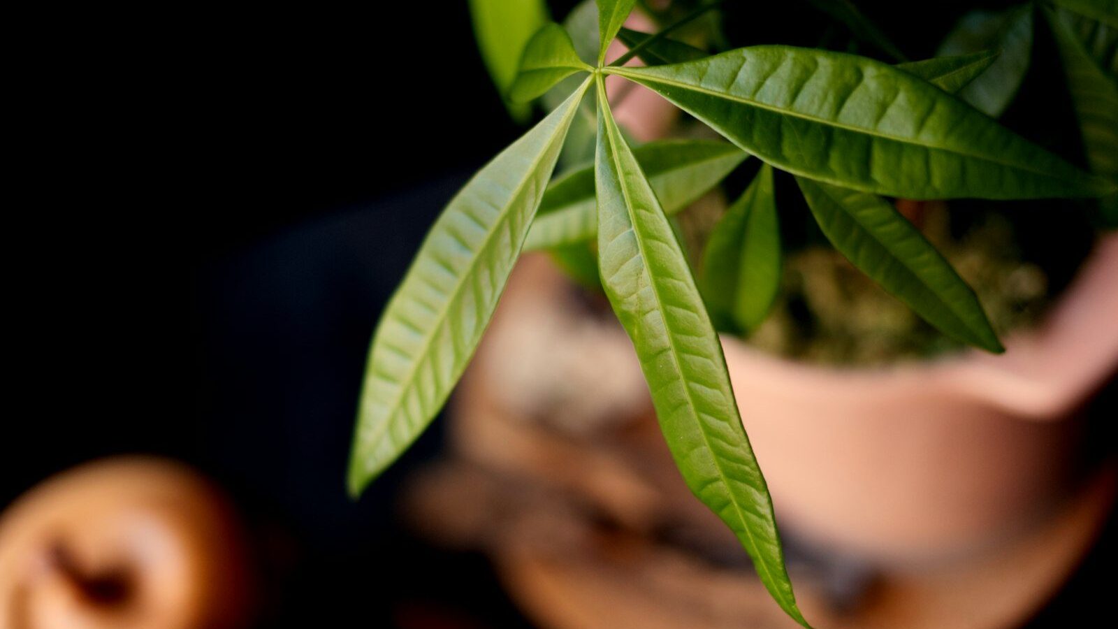 a close-up of a green plant