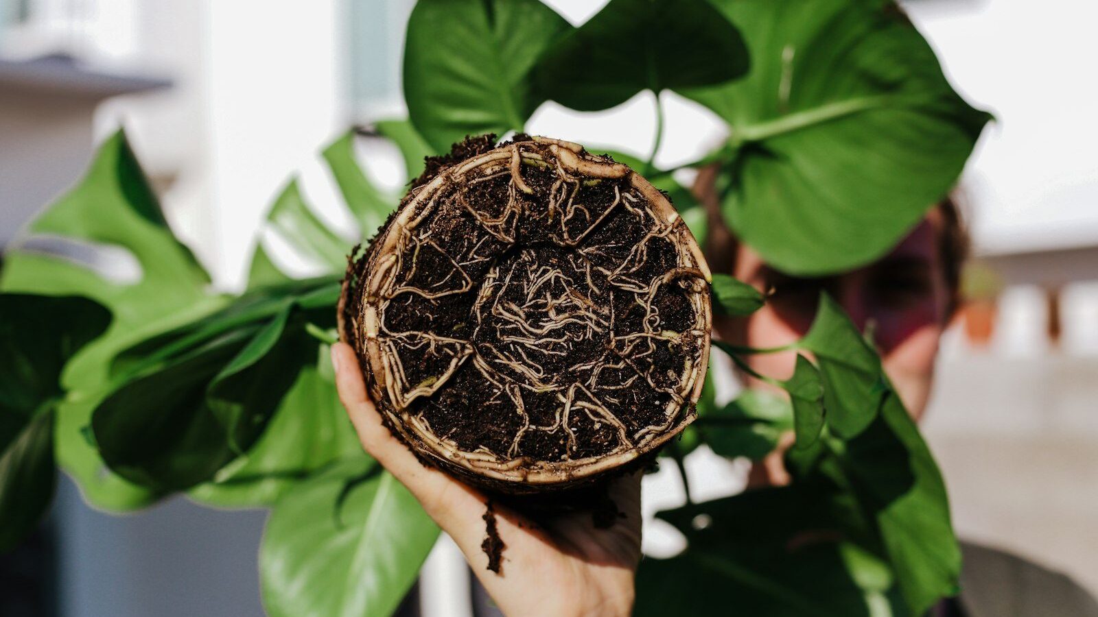 a person holding a potted plant with dirt inside of it