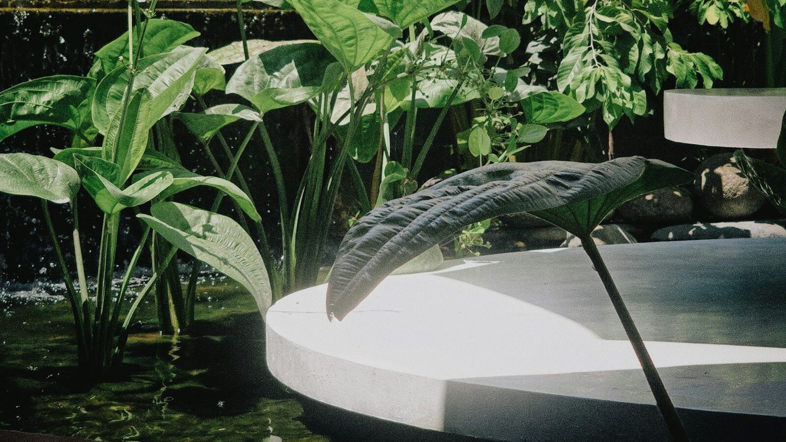 Large green leaves overhanging a circular white stone platform in a garden pond