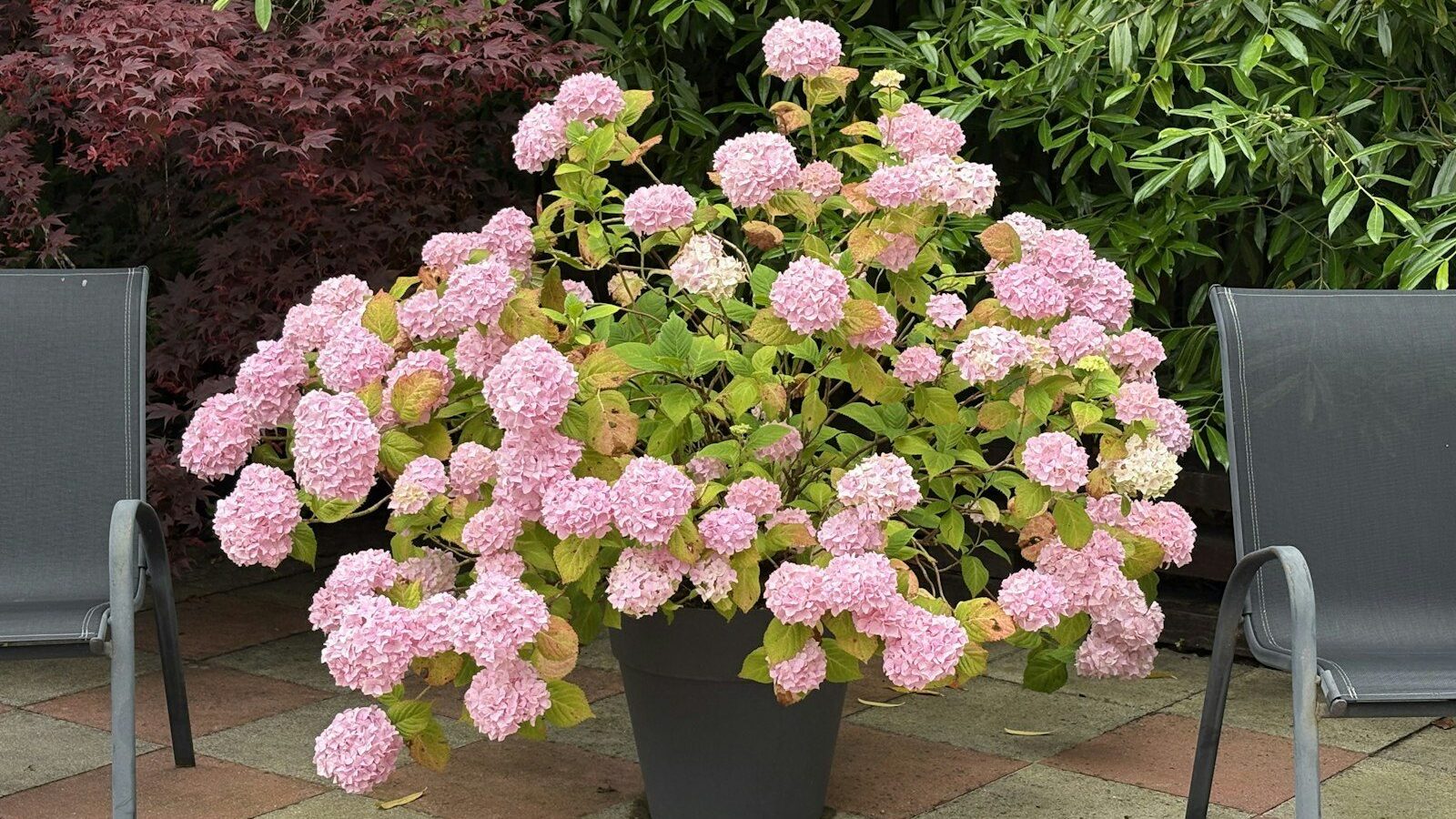 A large potted hydrangea with pink flowers between two chairs on a patio