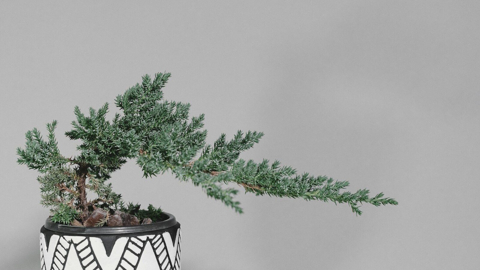 green plant on white and black ceramic pot