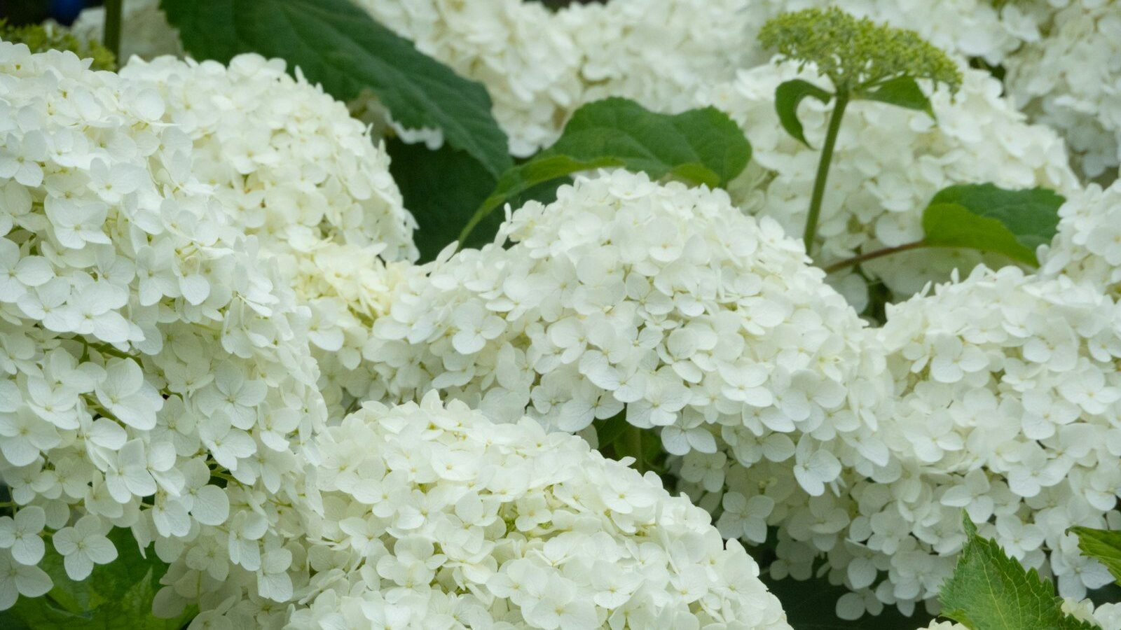 a close up of white flowers
