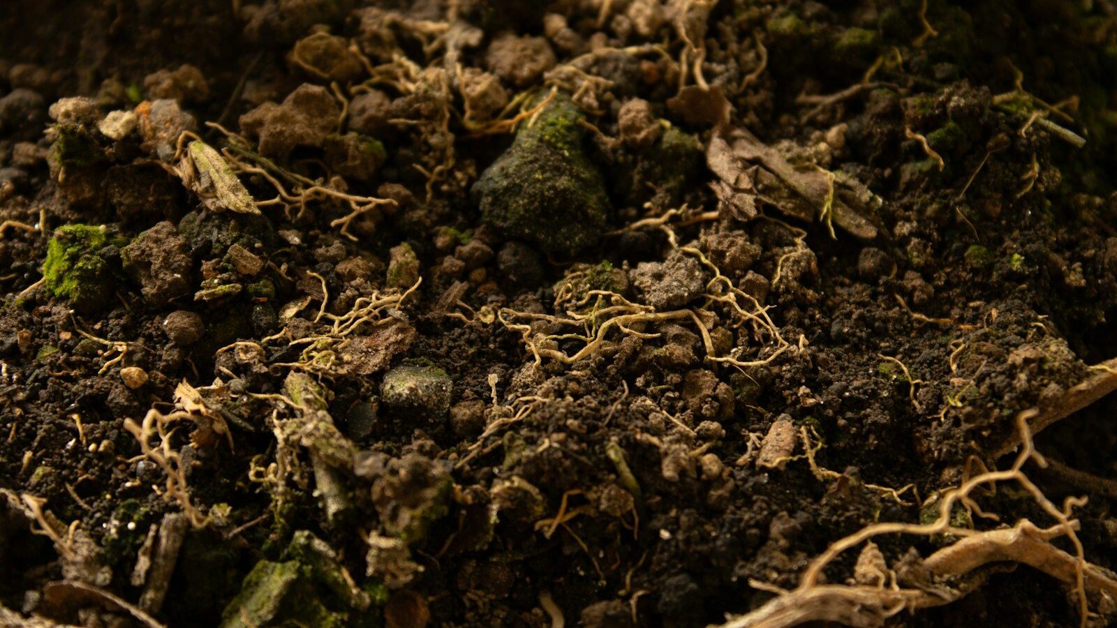 a close up of a pile of dirt