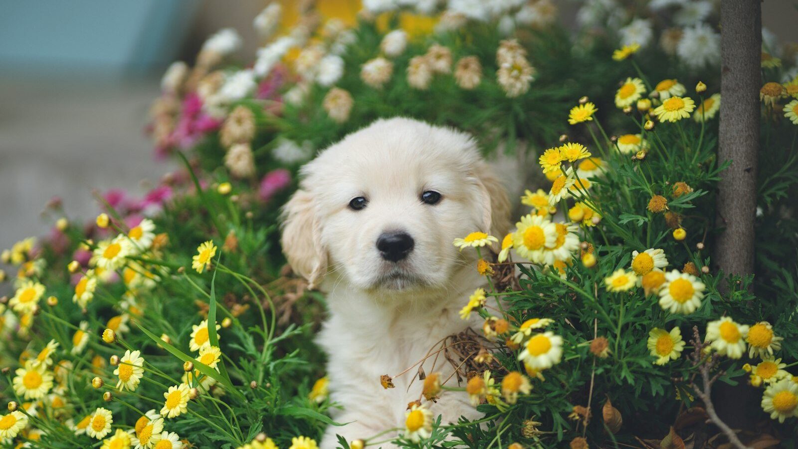 A cream-colored golden retriever puppy sitting among yellow and white daisy-like flowers