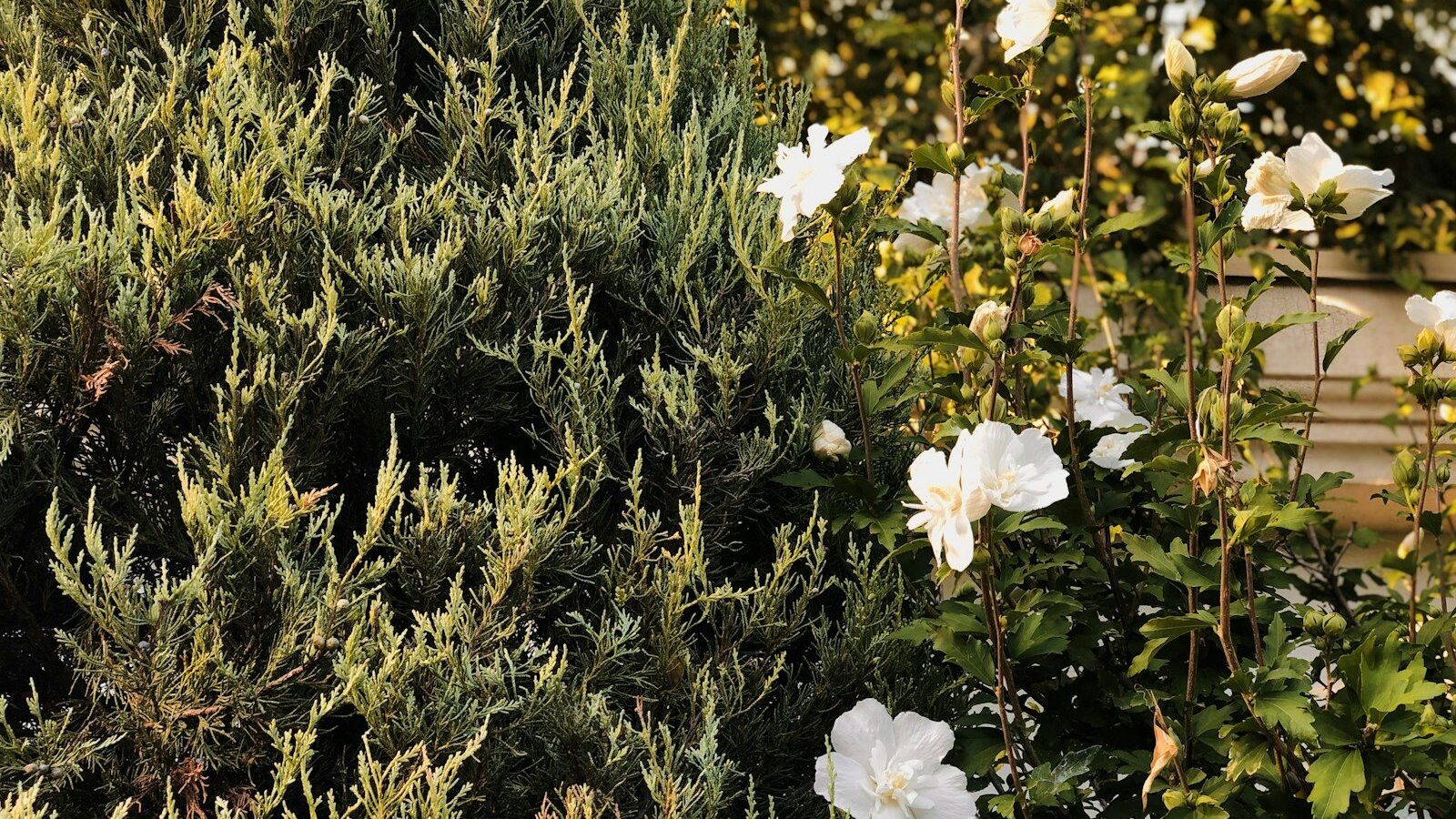 white flowers with green leaves