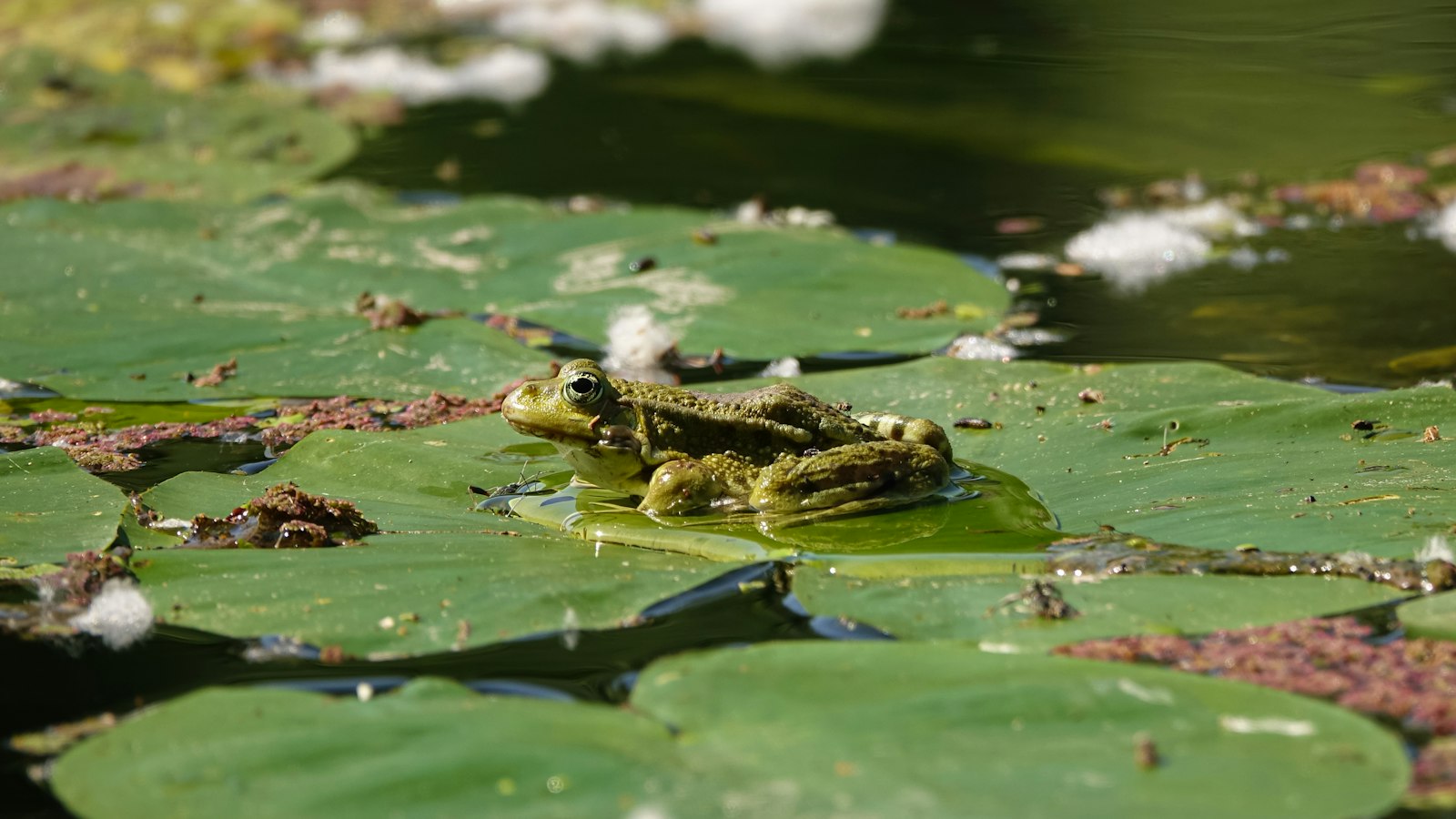 A green frog resting on a large lily pad in a pond