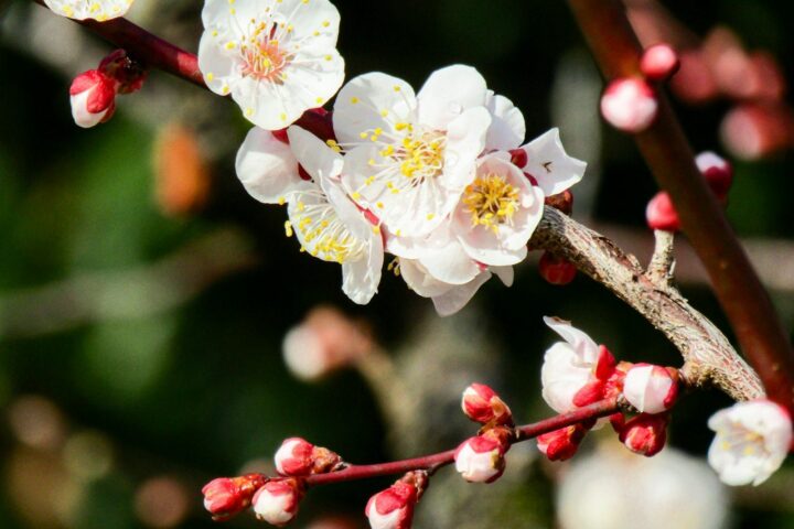 white cherry blossom in close up photography