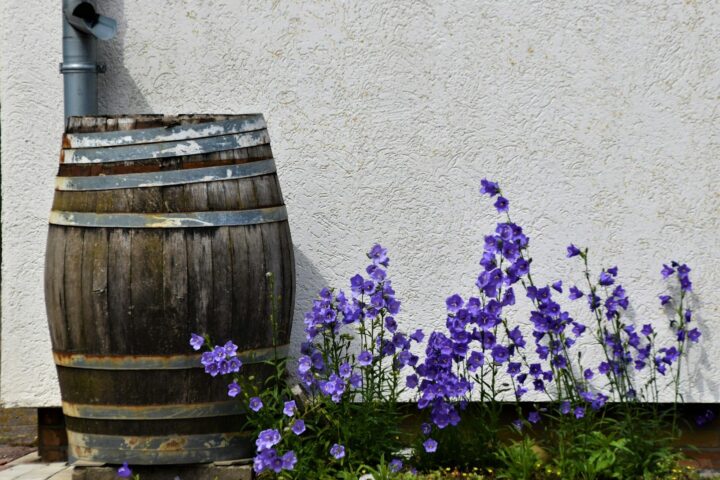purple flowers on brown wooden barrel