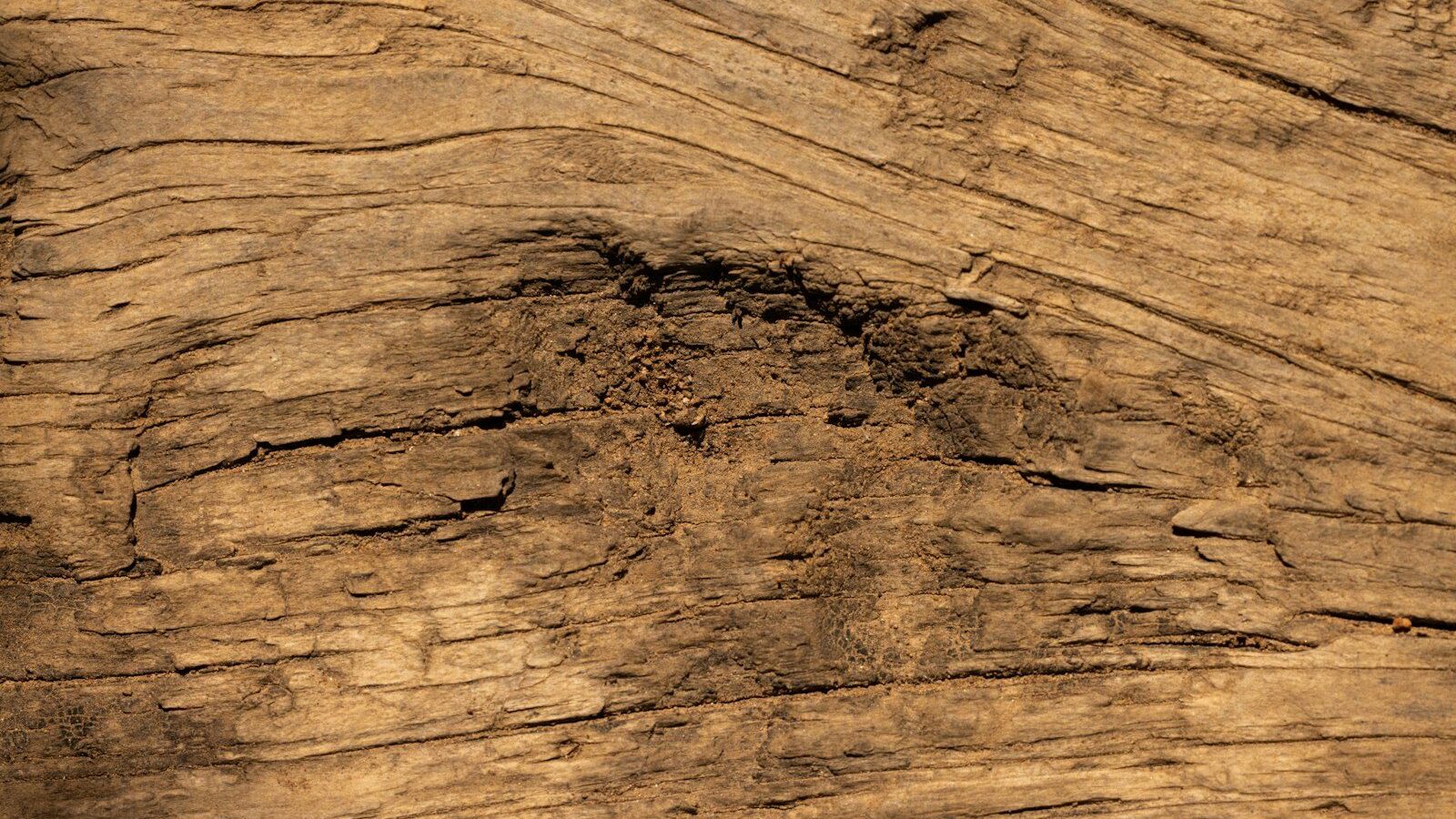a piece of wood that has been cut in half
