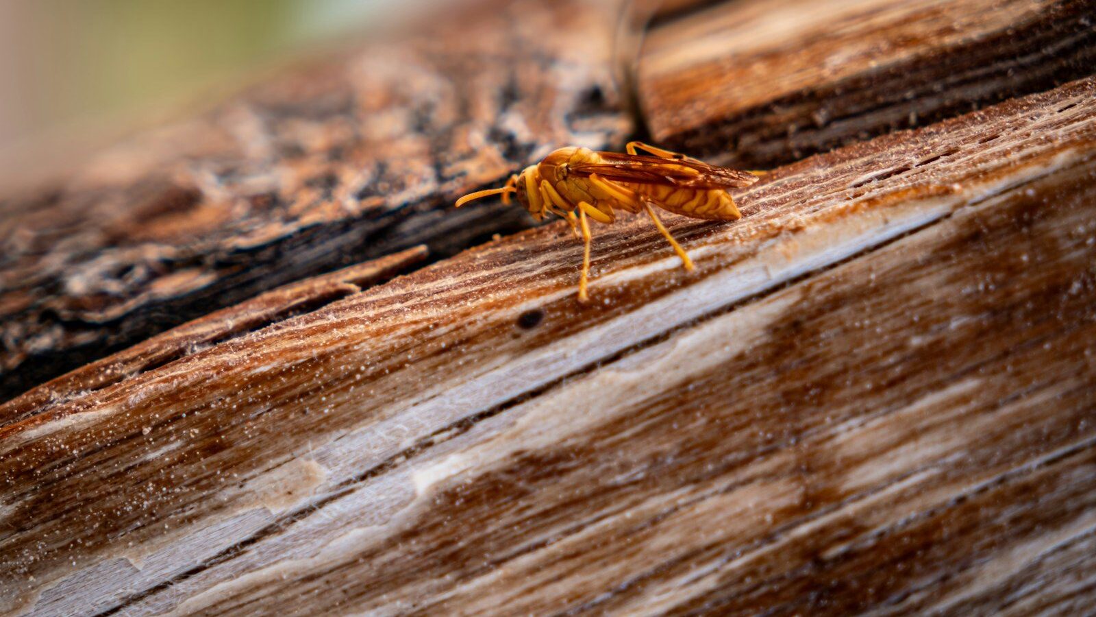 a close up of a bug on a piece of wood