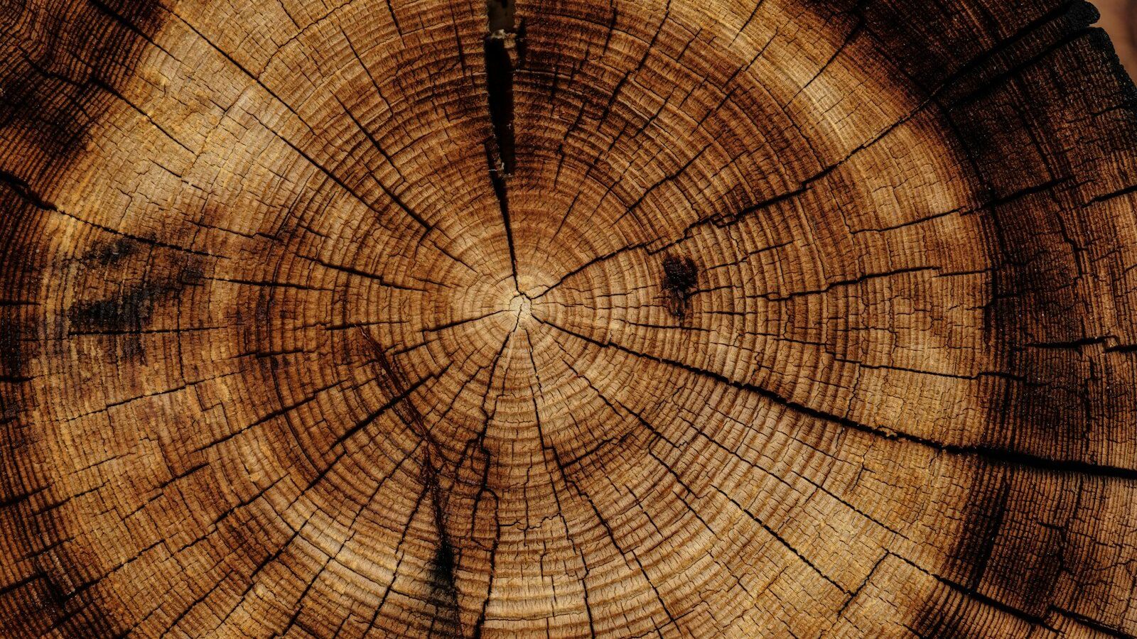 photo of brown wood slab