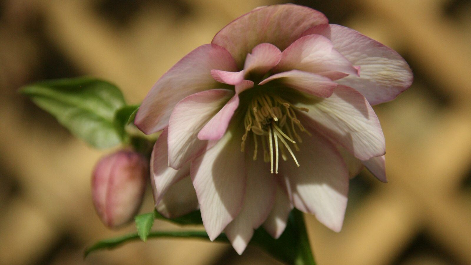 a close up of a pink flower with green leaves