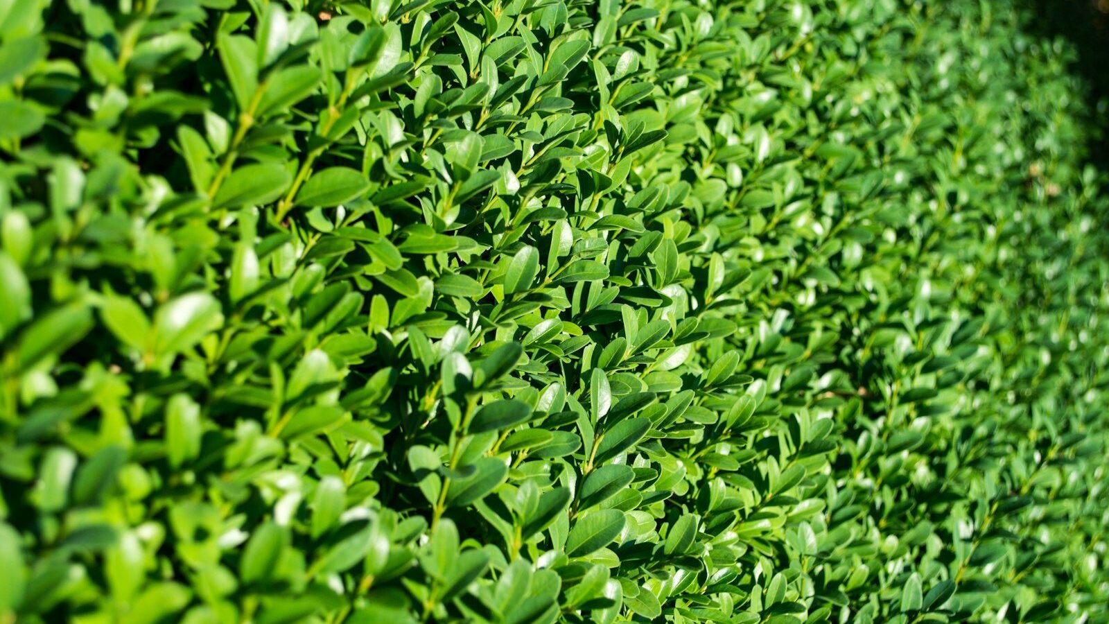 green-leafed plants during daytime