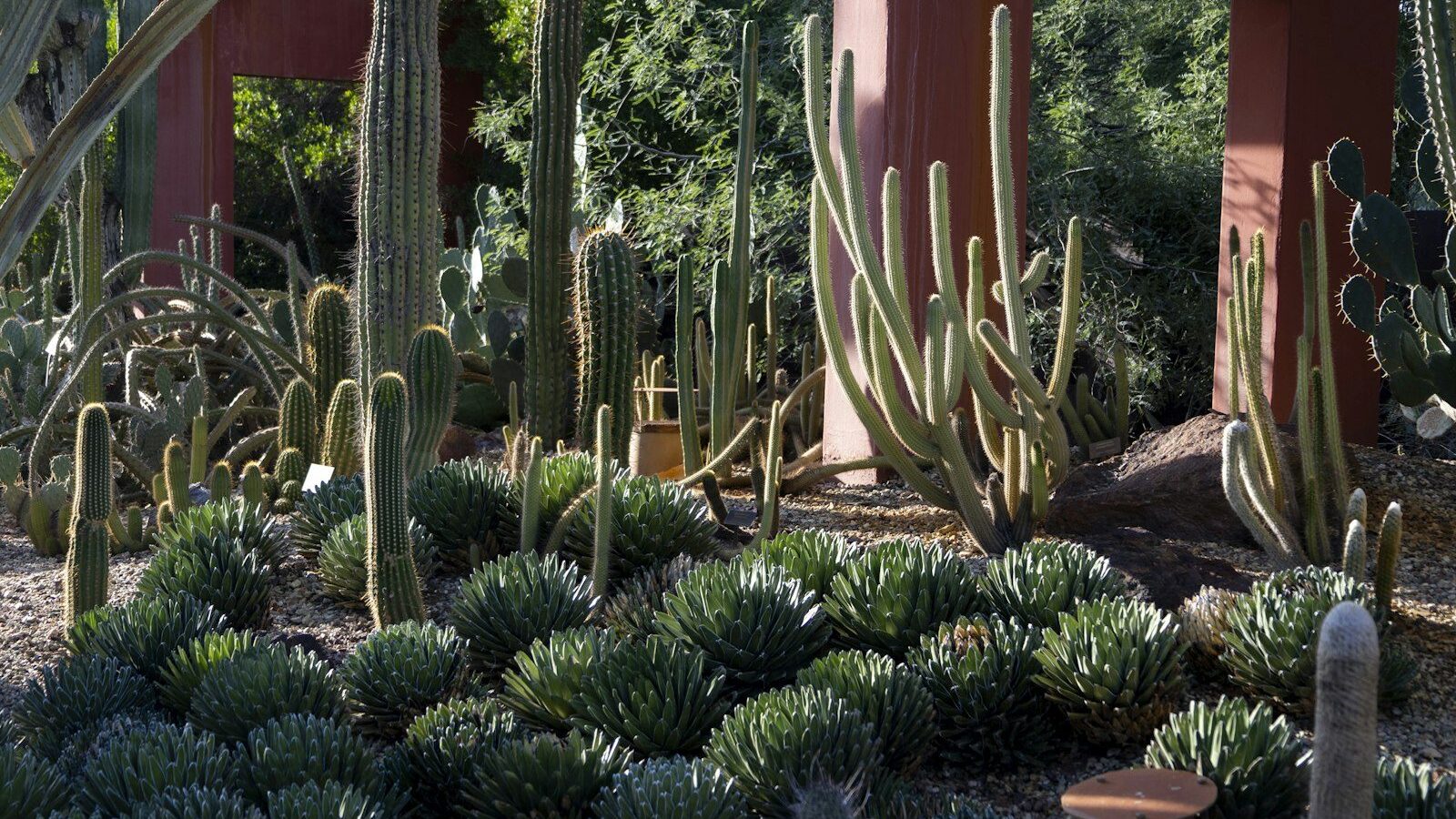 a cactus garden with many cacti and succulents