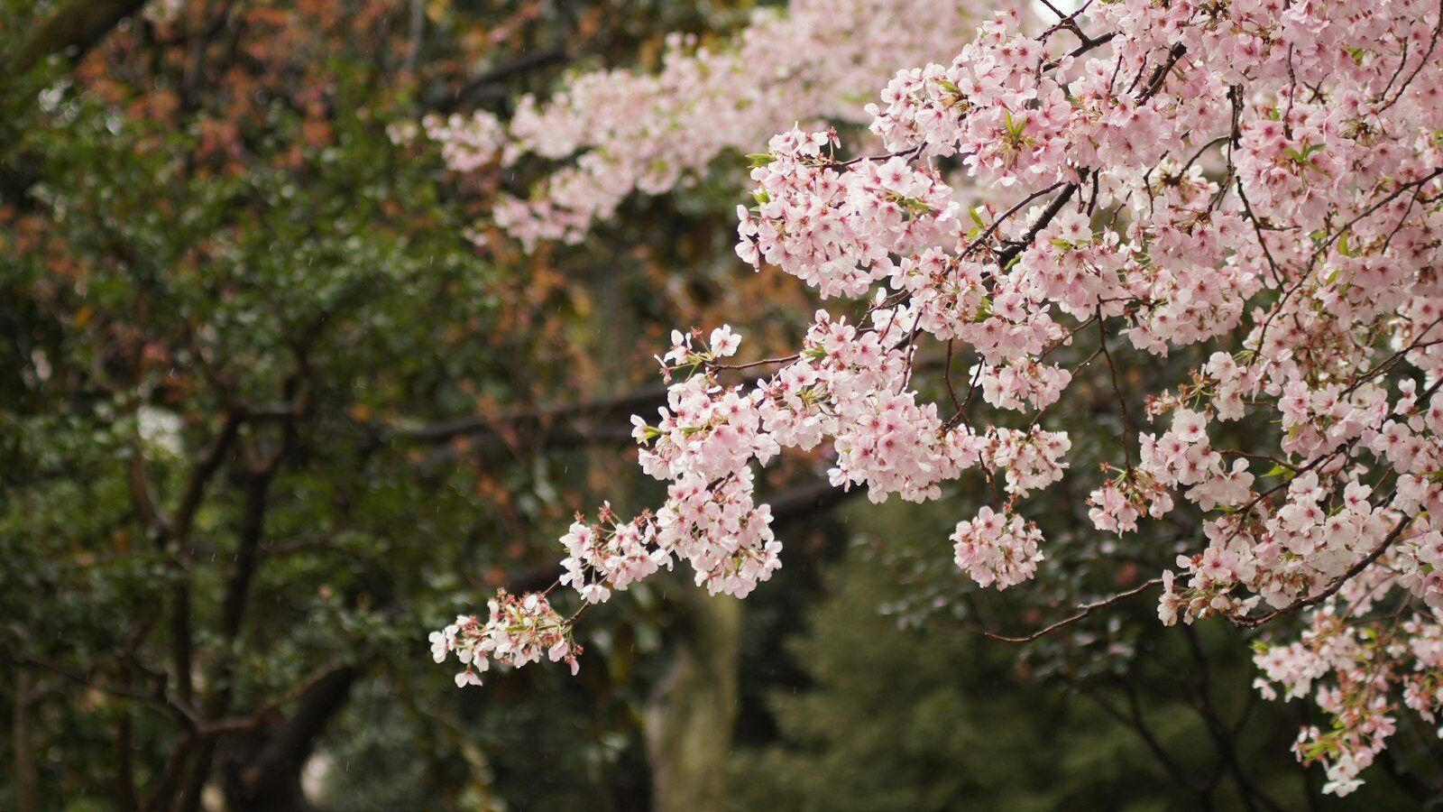 pink flowering tree closeup photography at daytime