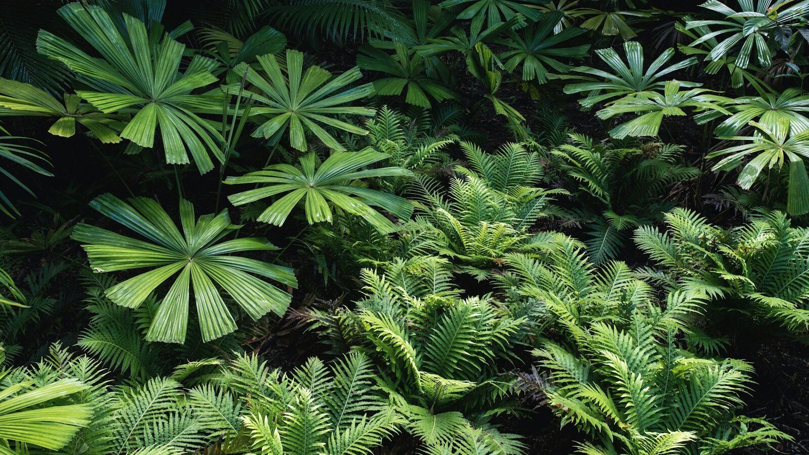 green fern plant during nighttime